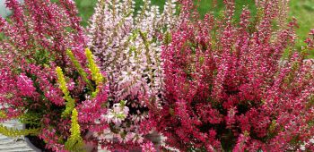 Zabawy z darami pani jesieni. 